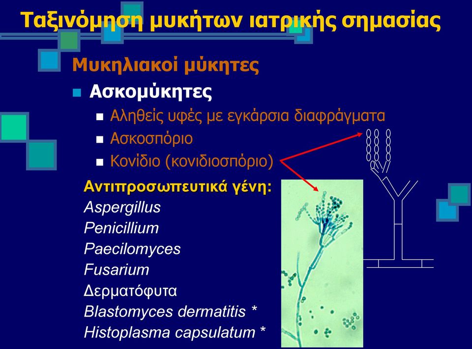 (κονιδιοσπόριο) Αντιπροσωπευτικά γένη: Aspergillus Penicillium