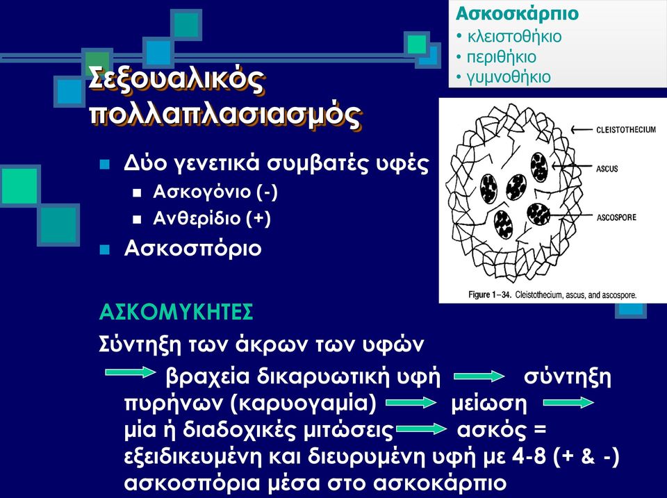 υφών βραχεία δικαρυωτική υφή σύντηξη πυρήνων (καρυογαμία) μείωση μία ή διαδοχικές