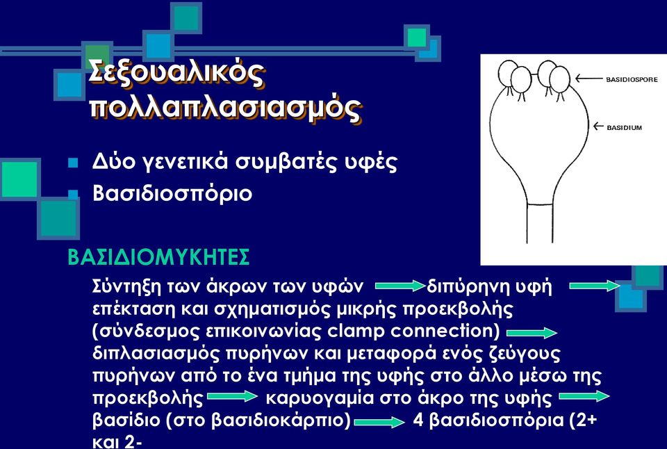 connection) διπλασιασμός πυρήνων και μεταφορά ενός ζεύγους πυρήνων από το ένα τμήμα της υφής στο