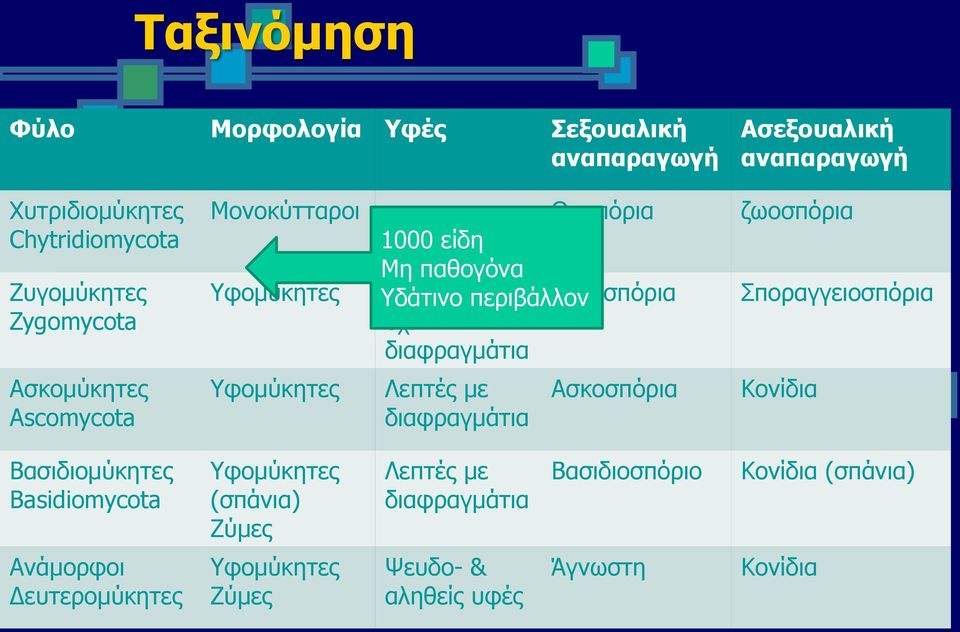 Σποραγγειοσπόρια όχι διαφραγμάτια Υφομύκητες Λεπτές με διαφραγμάτια Ασκοσπόρια Κονίδια Βασιδιομύκητες Basidiomycota Υφομύκητες