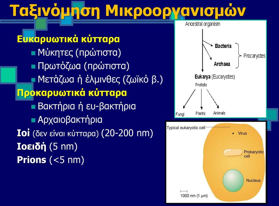 ) Προκαρυωτικά κύτταρα Βακτήρια ή ευ-βακτήρια