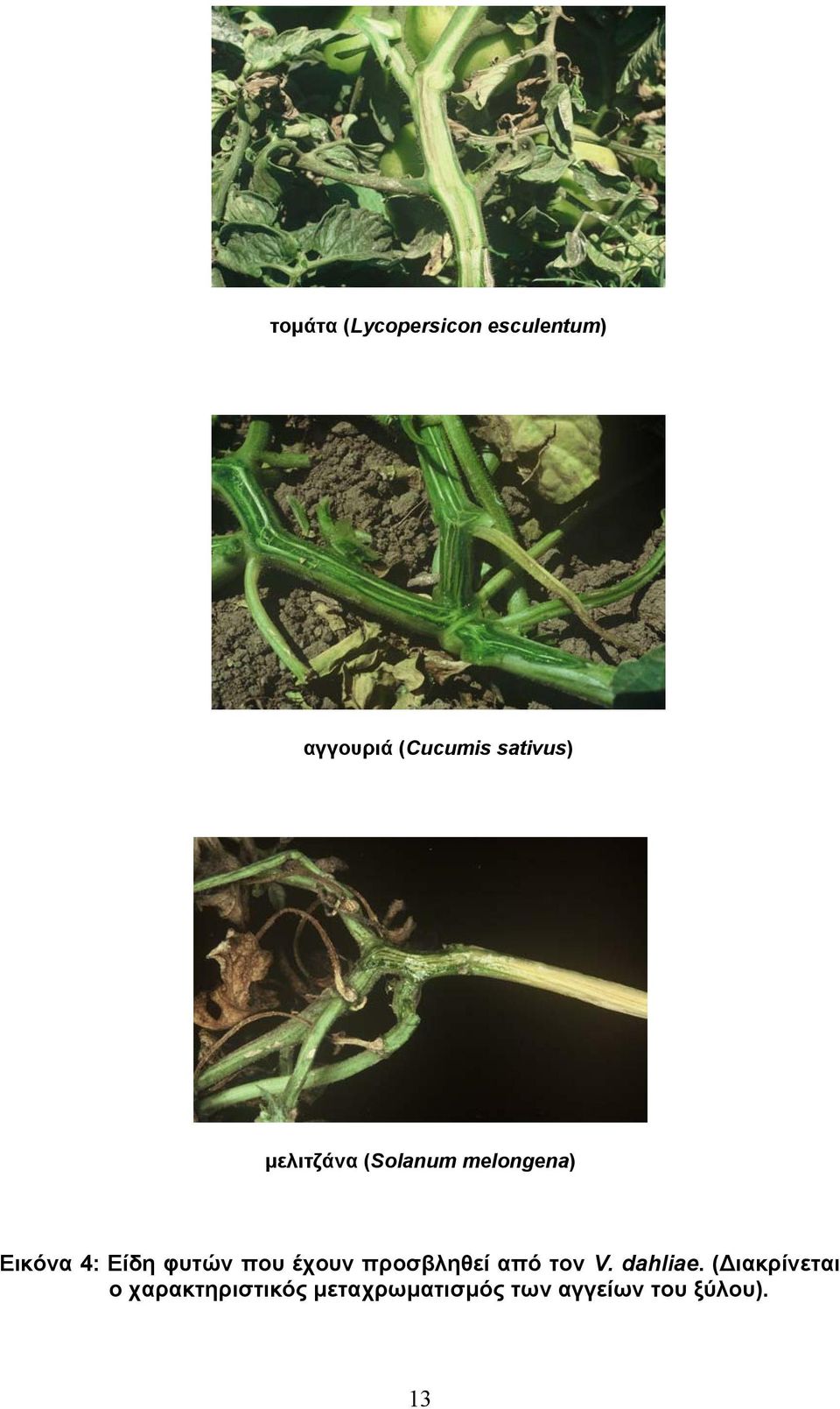 φυτών που έχουν προσβληθεί από τον V. dahliae.