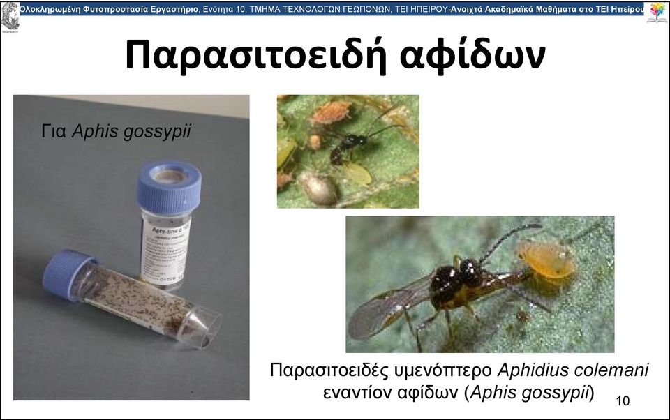 υμενόπτερο Aphidius colemani