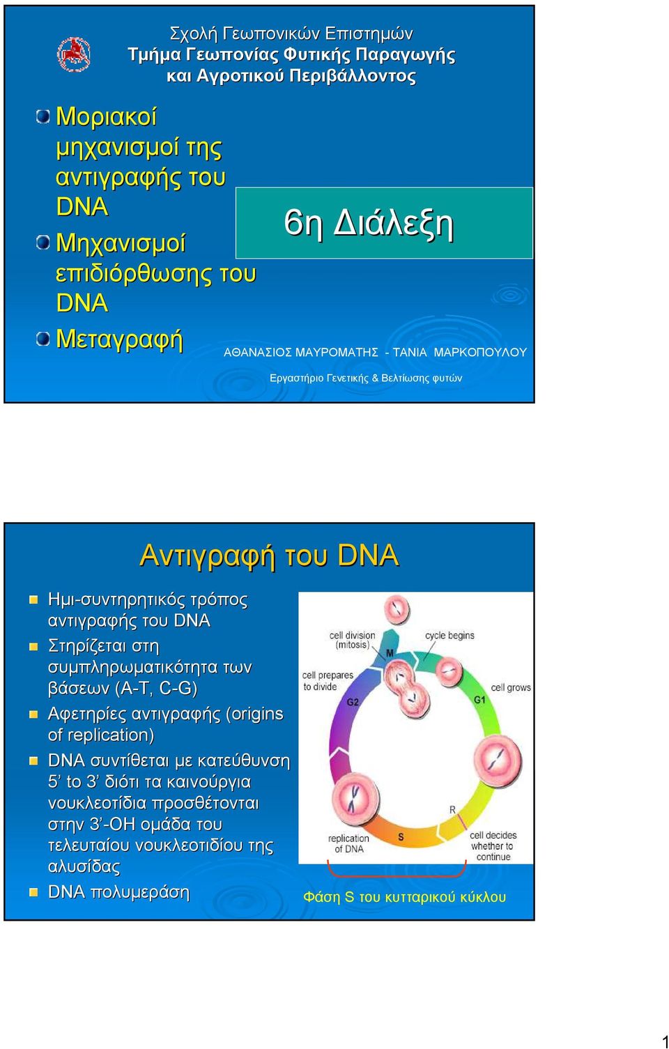 Ηµι-συντηρητικός τρόπος αντιγραφής του DNA Στηρίζεται στη συµπληρωµατικότητα των βάσεων (Α-Τ, C-G) Αφετηρίες αντιγραφής (origins( of replication) DNA