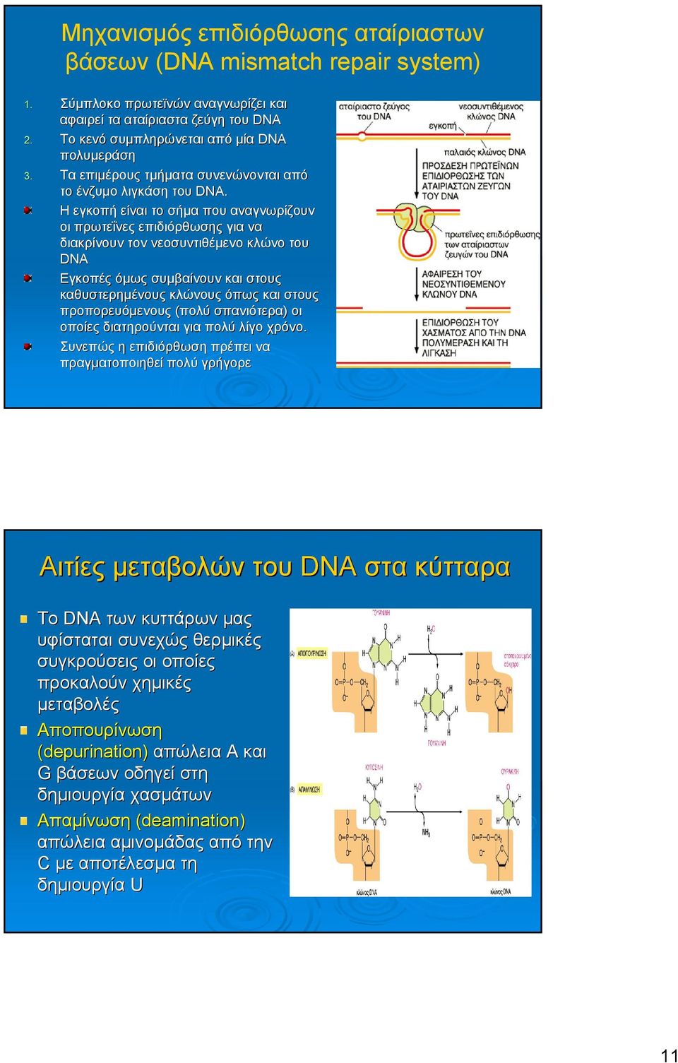 Η εγκοπή είναι το σήµα που αναγνωρίζουν οι πρωτεΐνες επιδιόρθωσης για να διακρίνουν τον νεοσυντιθέµενο κλώνο του DNA Εγκοπές όµως συµβαίνουν και στους καθυστερηµένους κλώνους όπως και στους