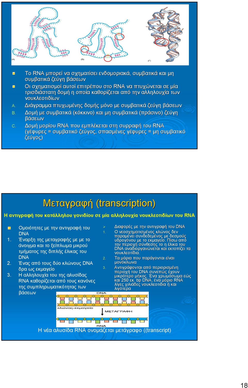 οµή µορίου RNA που εµπλέκεται στη συρραφή του RNA (γέφυρες = συµβατικό ζεύγος, σπασµένες γέφυρες = µη συµβατικό ζεύγος) Μεταγραφή (transcription) Η αντιγραφή του κατάλληλου γονιδίου σε µία αλληλουχία