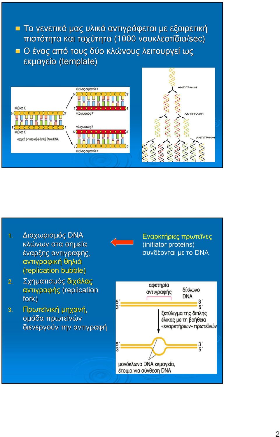 ιαχωρισµός DNA κλώνων στα σηµεία έναρξης αντιγραφής, αντιγραφική θηλιά (replication bubble) 2.