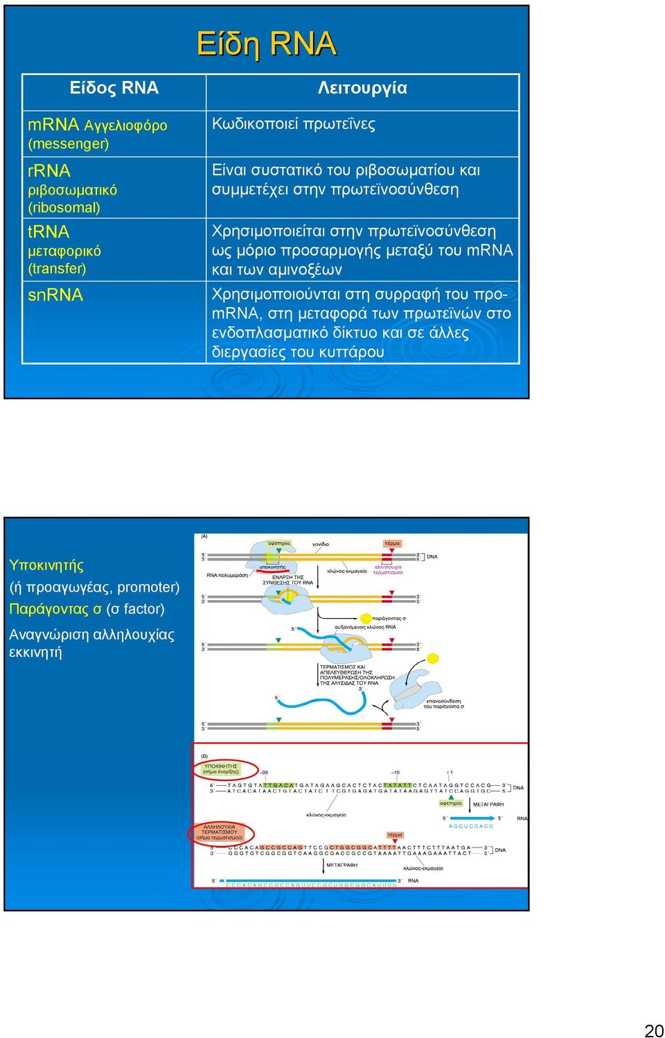 µόριο προσαρµογής µεταξύ του mrna και των αµινοξέων Χρησιµοποιούνται στη συρραφή του προmrna, στη µεταφορά των πρωτεϊνών στο