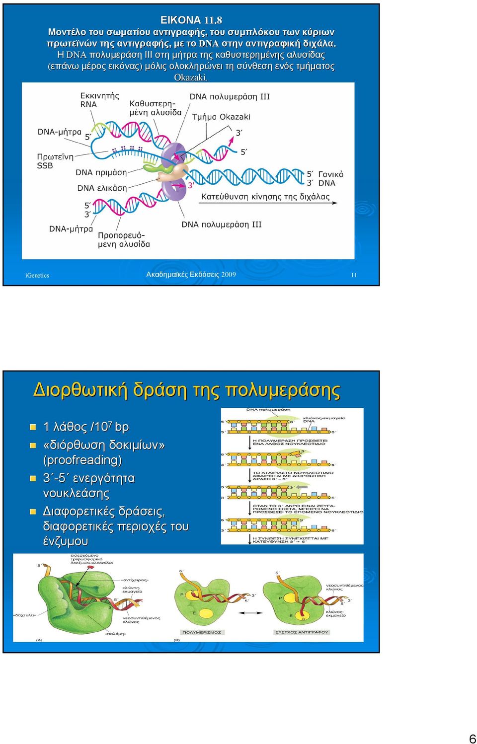 Η DNA πολυµεράση ΙΙΙ στη µήτρα της καθυστερηµένης αλυσίδας (επάνω µέρος εικόνας) µόλις ολοκληρώνει τη σύνθεση ενός