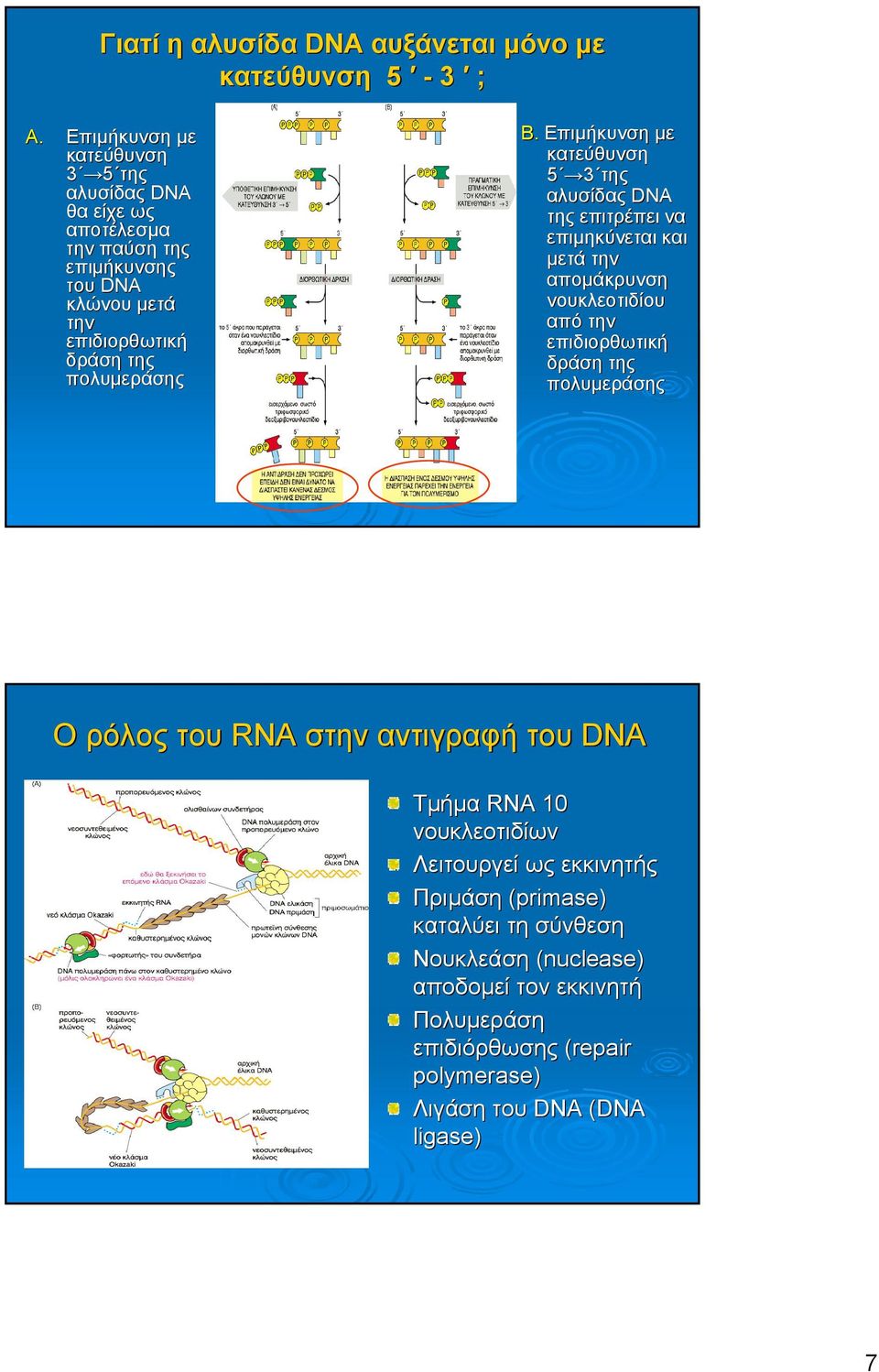 Β. Επιµήκυνση µε κατεύθυνση 5 3 της αλυσίδας DNA της επιτρέπει να επιµηκύνεται και µετά την αποµάκρυνση νουκλεοτιδίου από την επιδιορθωτική δράση της