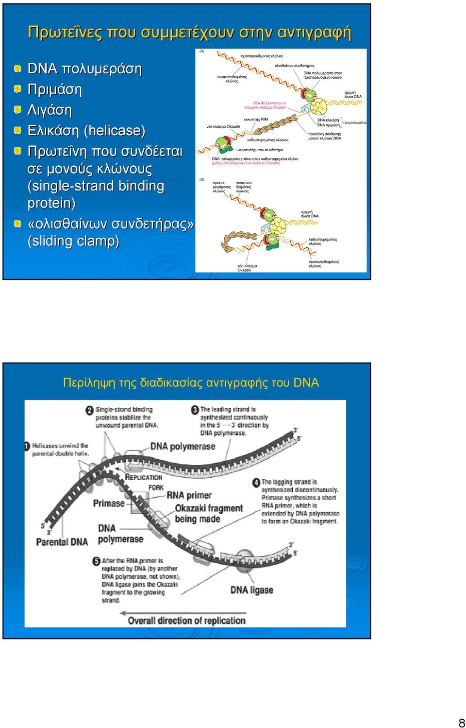 κλώνους (single-strand strand binding protein) «ολισθαίνων