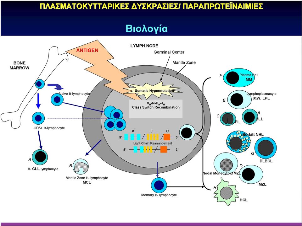 Recombination C E FL Lymphoplasmacyte ΜW, LPL A CLL CD5+ Β-lymphocyte V J C 5 3 Burkitt NHL Light Chain