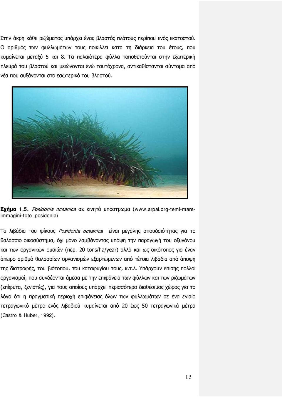 Posidonia oceanica σε κινητό υπόστρωμα (www.arpal.