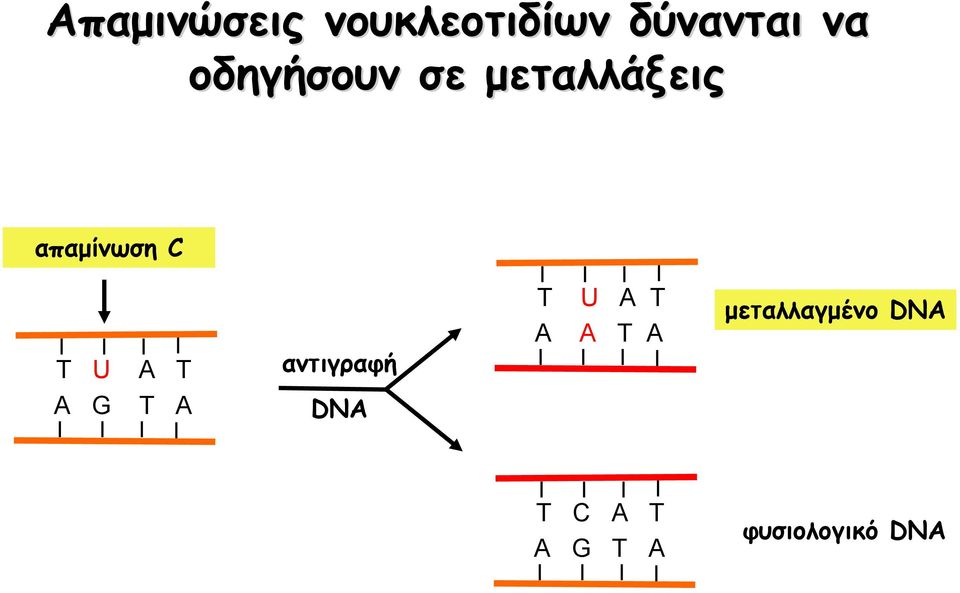 T A G T A αντιγραφή DNA T U A Α A T T A