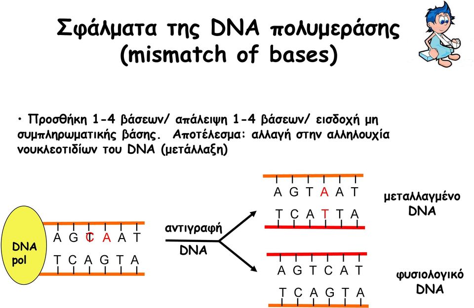 Αποτέλεσμα: αλλαγή στην αλληλουχία νουκλεοτιδίων του DNA (μετάλλαξη) DNA pol A G