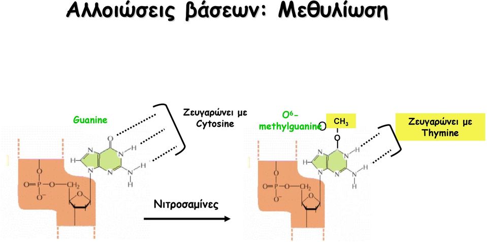 O 6 - methylguanine O CH 3 O