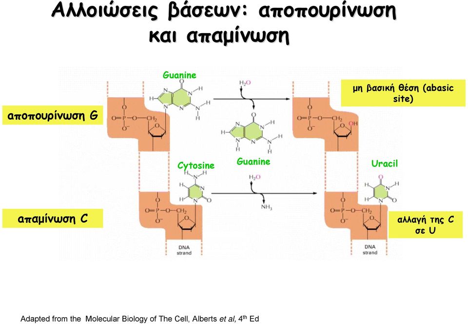 Cytosine Guanine Uracil aπαμίνωση C αλλαγή της C σε U
