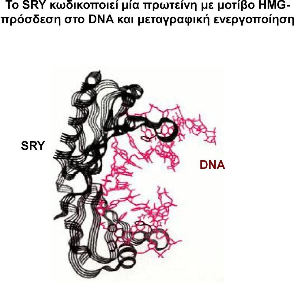 HMGπρόσδεση στο DNA και