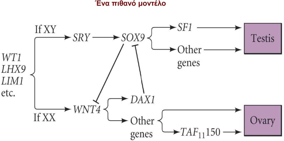 μοντέλο