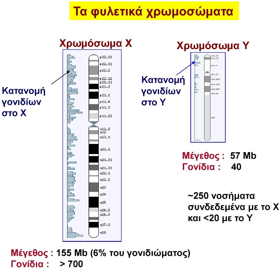 Γονίδια : 40 ~250 νοσήματα συνδεδεμένα με το Χ και <20 με