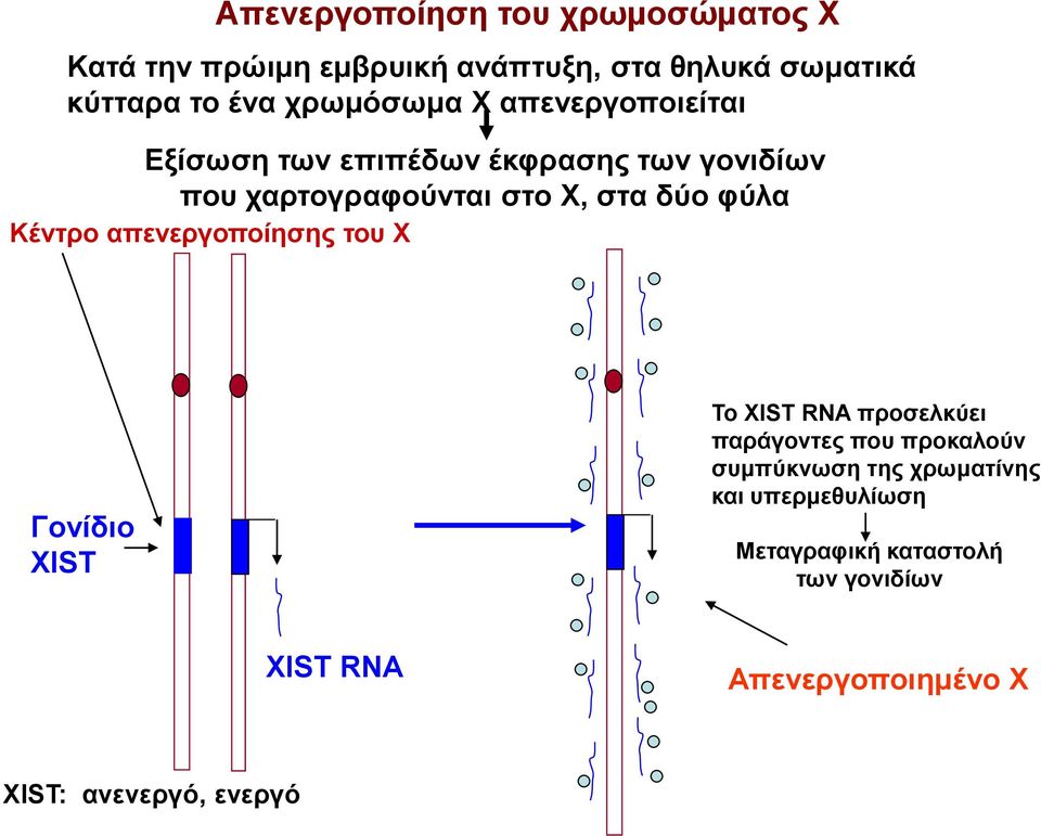 φύλα Κέντρο απενεργοποίησης του Χ Γονίδιο ΧΙST Το XIST RNA προσελκύει παράγοντες που προκαλούν συμπύκνωση