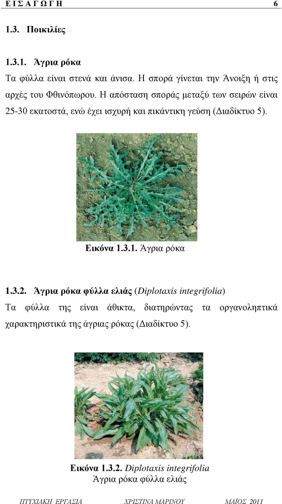 Η απόσταση σποράς μεταξύ των σειρών είναι 25-30 εκατοστά, ενώ έχει ισχυρή και πικάντικη γεύση (Διαδίκτυο 5). Εικόνα 1.