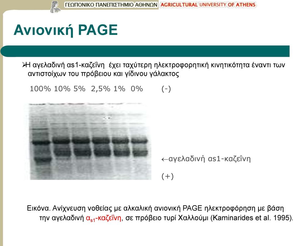 αγελαδινή αs1-καζεΐνη (+) Εικόνα.