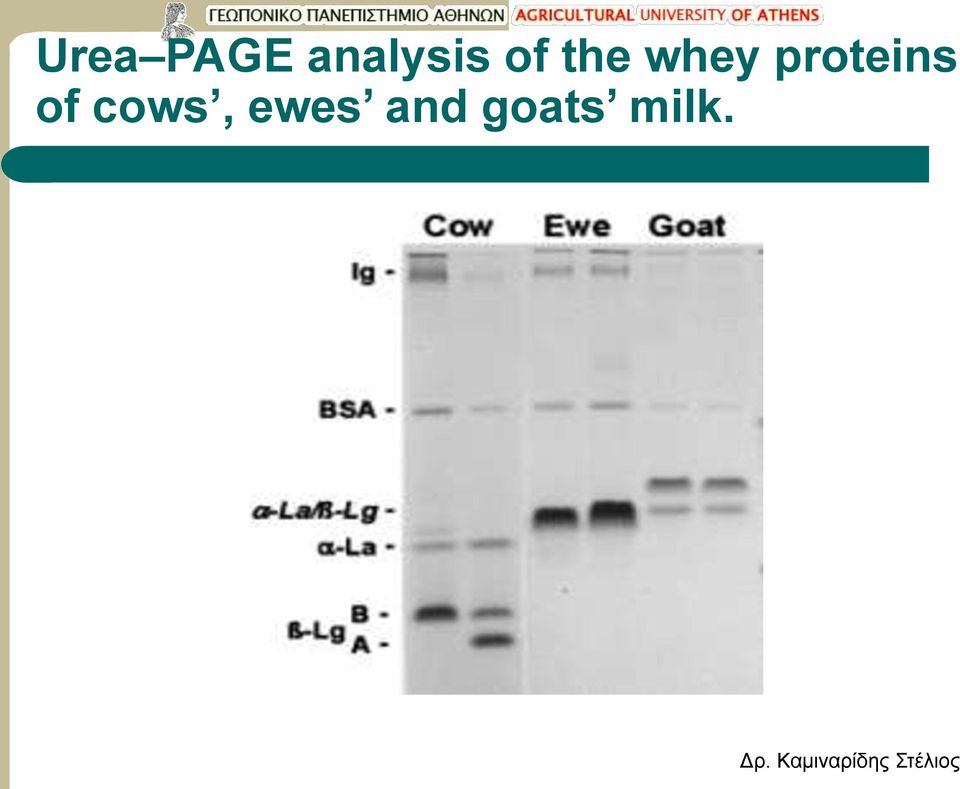 whey proteins of