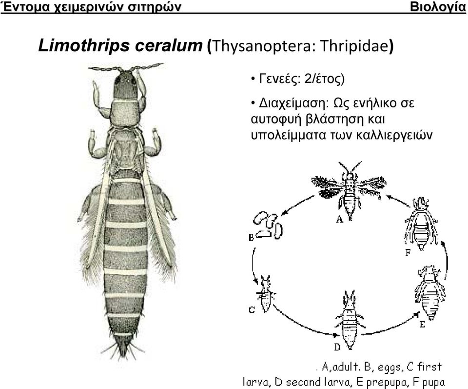 Thripidae) Γενεές: 2/έτος) Διαχείμαση: Ως