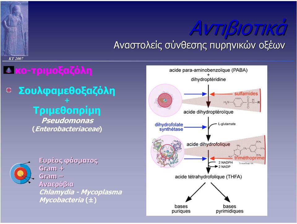 Pseudomonas (Enterobacteriaceae) Ευρέος φάσµατος