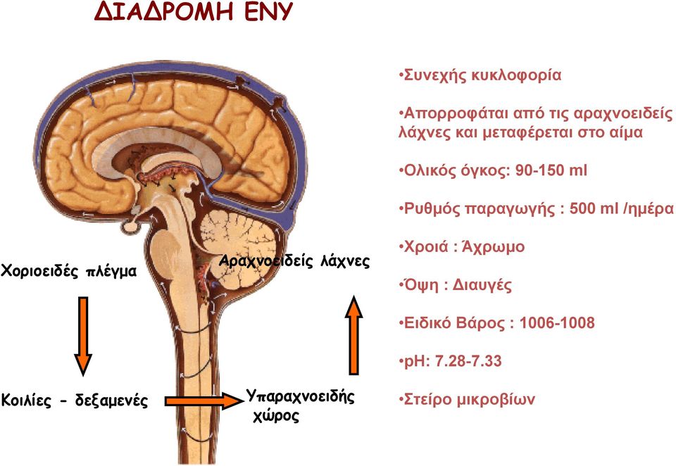 και μεταφέρεται στο αίμα Ολικός όγκος: 90-150 ml Ρυθμός παραγωγής : 500 ml