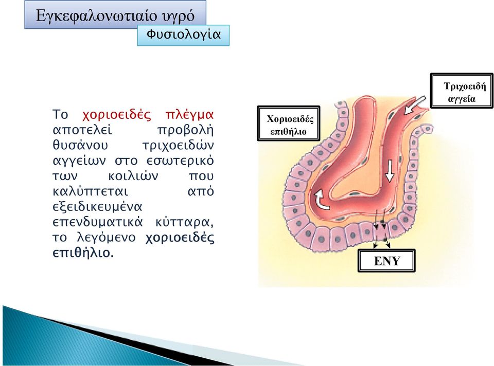 καλύπτεται από εξειδικευµένα επενδυµατικά κύτταρα, το