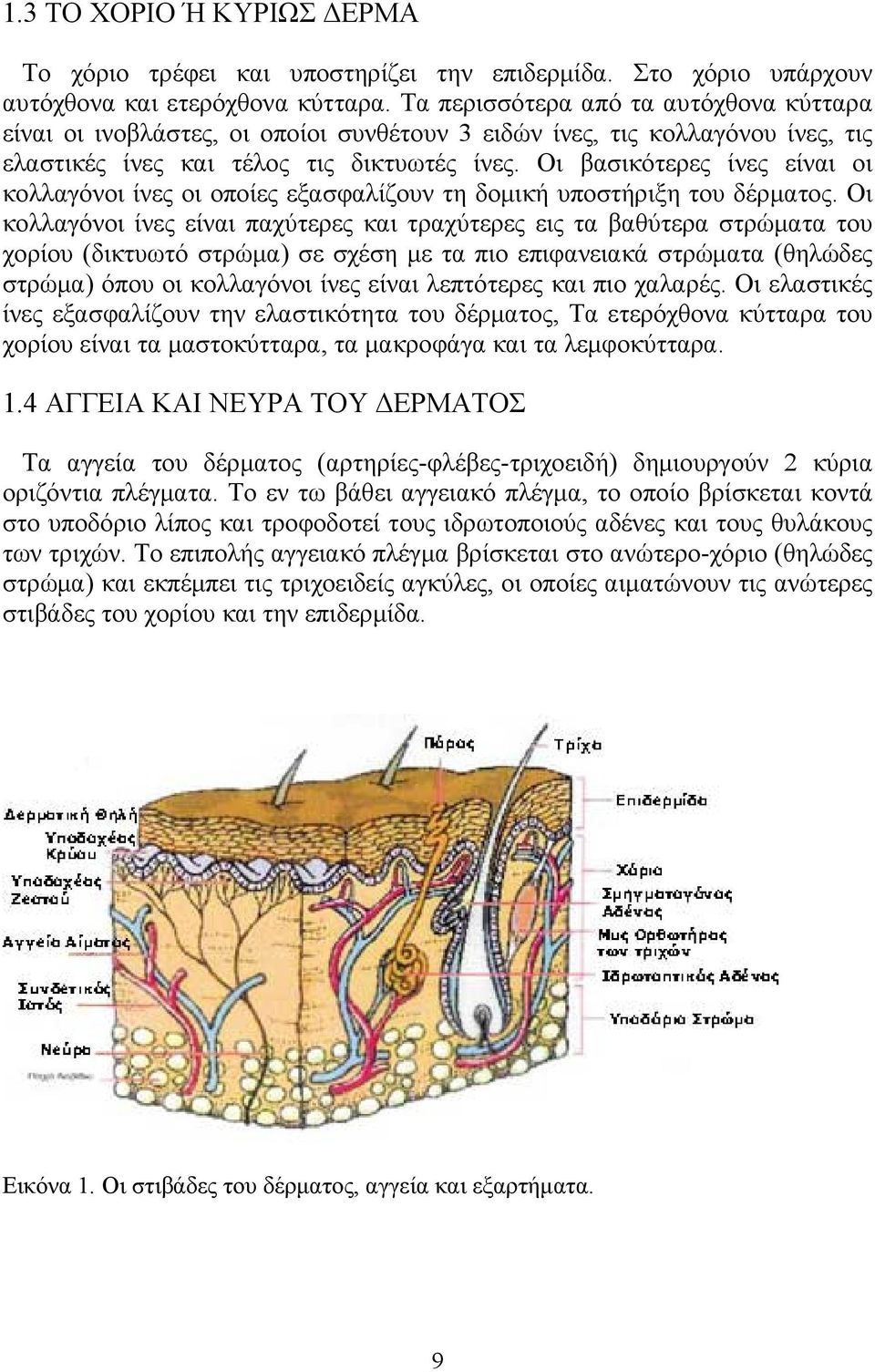 Οι βασικότερες ίνες είναι οι κολλαγόνοι ίνες οι οποίες εξασφαλίζουν τη δομική υποστήριξη του δέρματος.