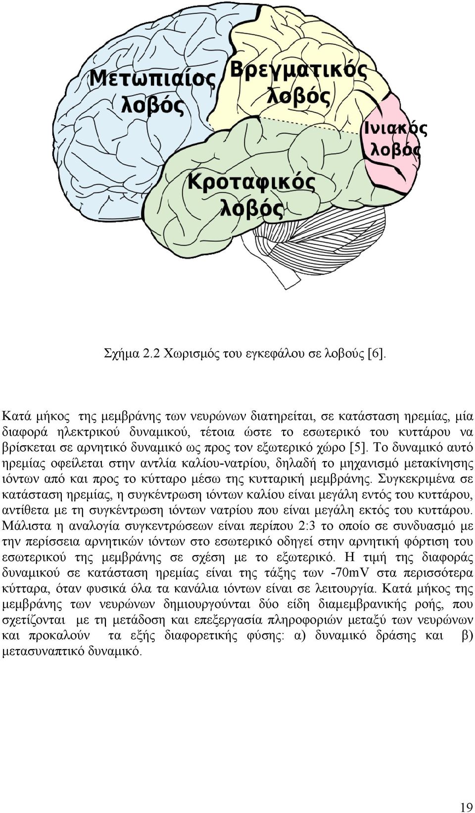 εξωτερικό χώρο [5]. Το δυναµικό αυτό ηρεµίας οφείλεται στην αντλία καλίου-νατρίου, δηλαδή το µηχανισµό µετακίνησης ιόντων από και προς το κύτταρο µέσω της κυτταρική µεµβράνης.