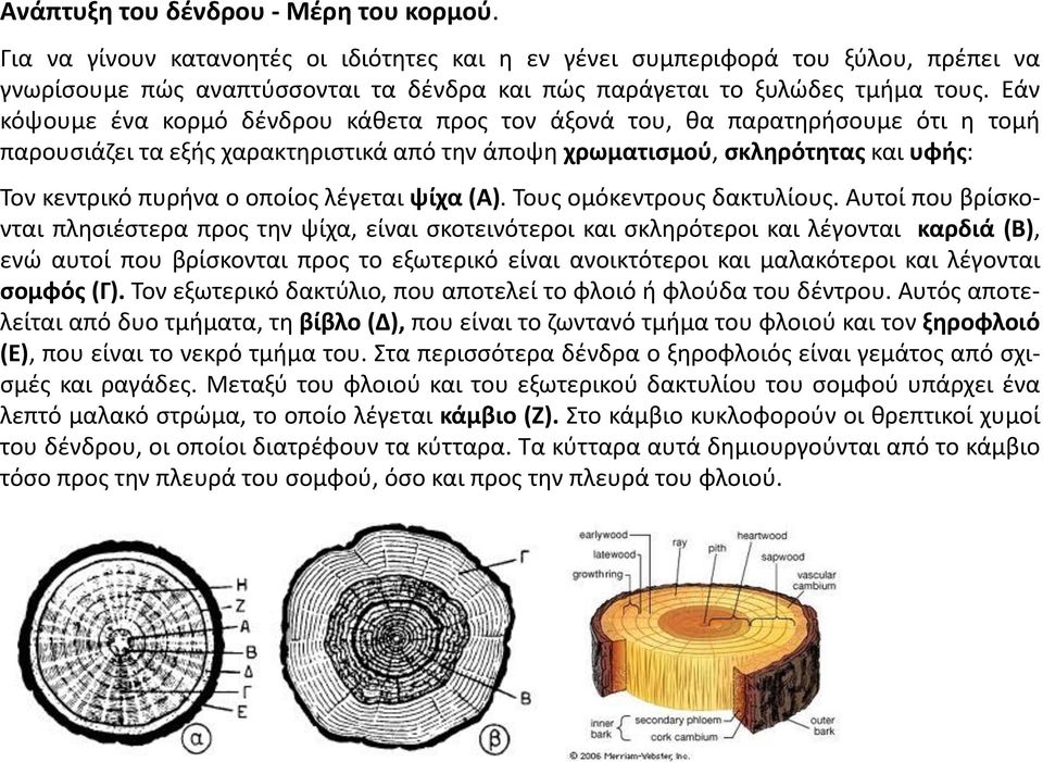 Εάν κόψουμε ένα κορμό δένδρου κάθετα προς τον άξονά του, θα παρατηρήσουμε ότι η τομή παρουσιάζει τα εξής χαρακτηριστικά από την άποψη χρωματισμού, σκληρότητας και υφής: Τον κεντρικό πυρήνα ο οποίος