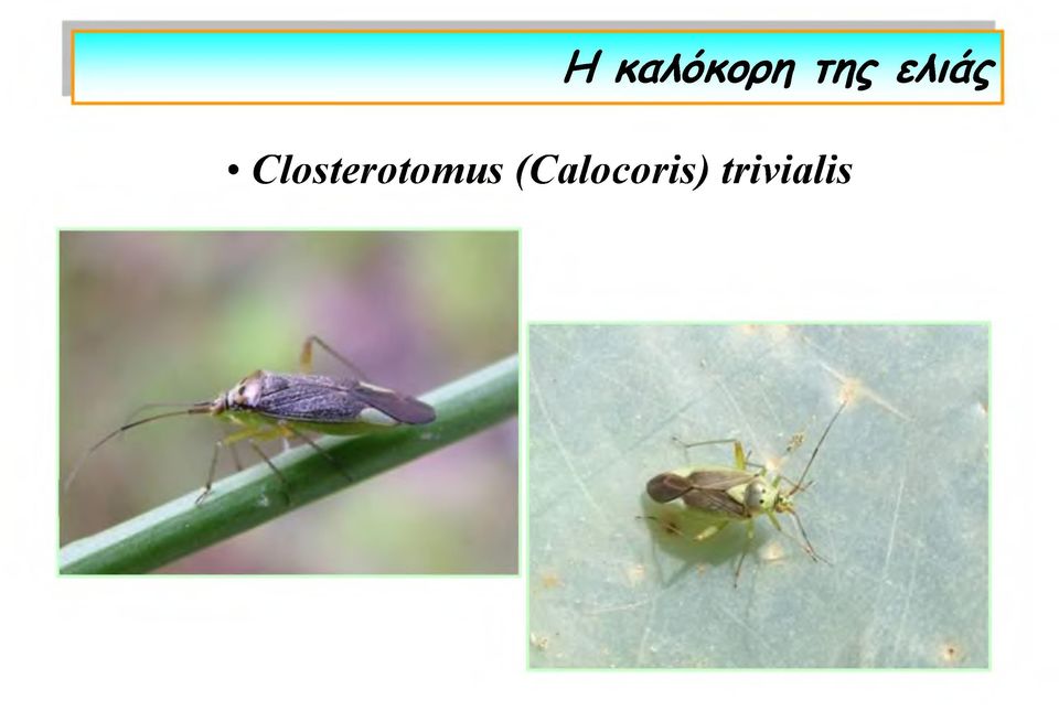 Closterotomus