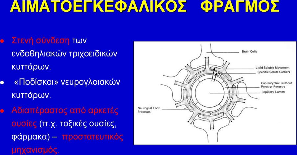 «Ποδίσκοι» νευρογλοιακών κυττάρων.