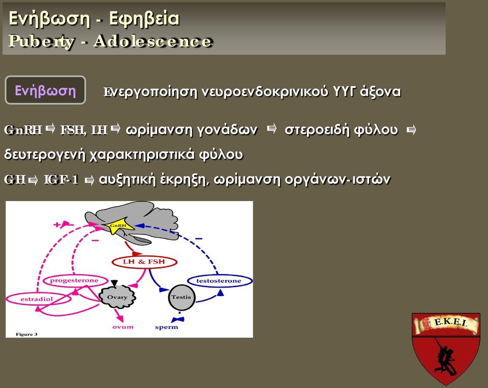 ωρίμανση γονάδων στεροειδή φύλου δευτερογενή