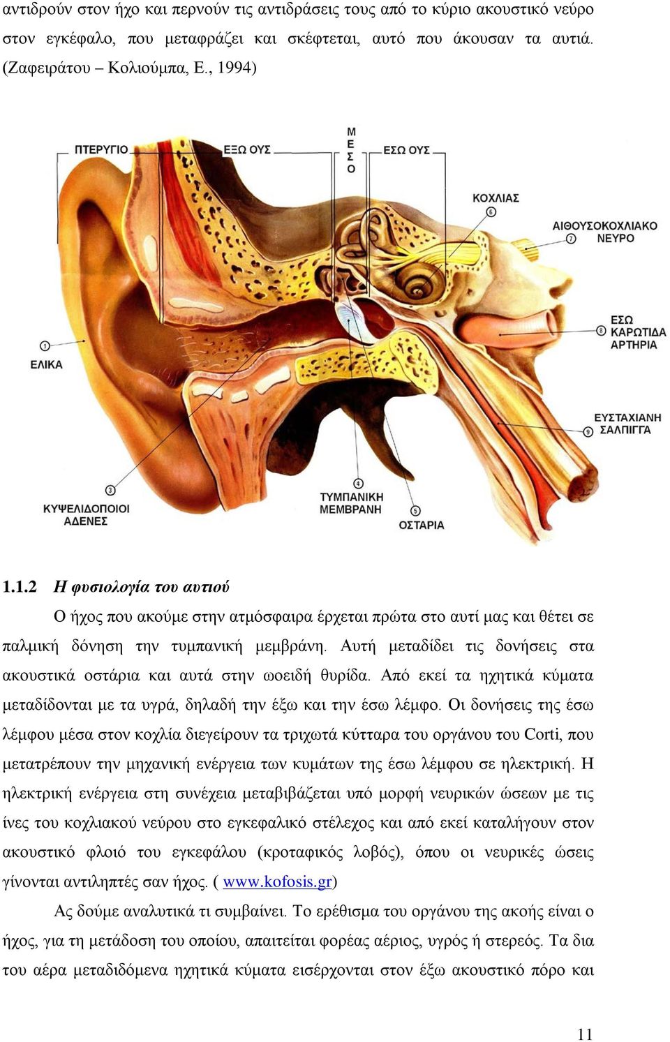 Αυτή μεταδίδει τις δονήσεις στα ακουστικά οστάρια και αυτά στην ωοειδή θυρίδα. Από εκεί τα ηχητικά κύματα μεταδίδονται με τα υγρά, δηλαδή την έξω και την έσω λέμφο.