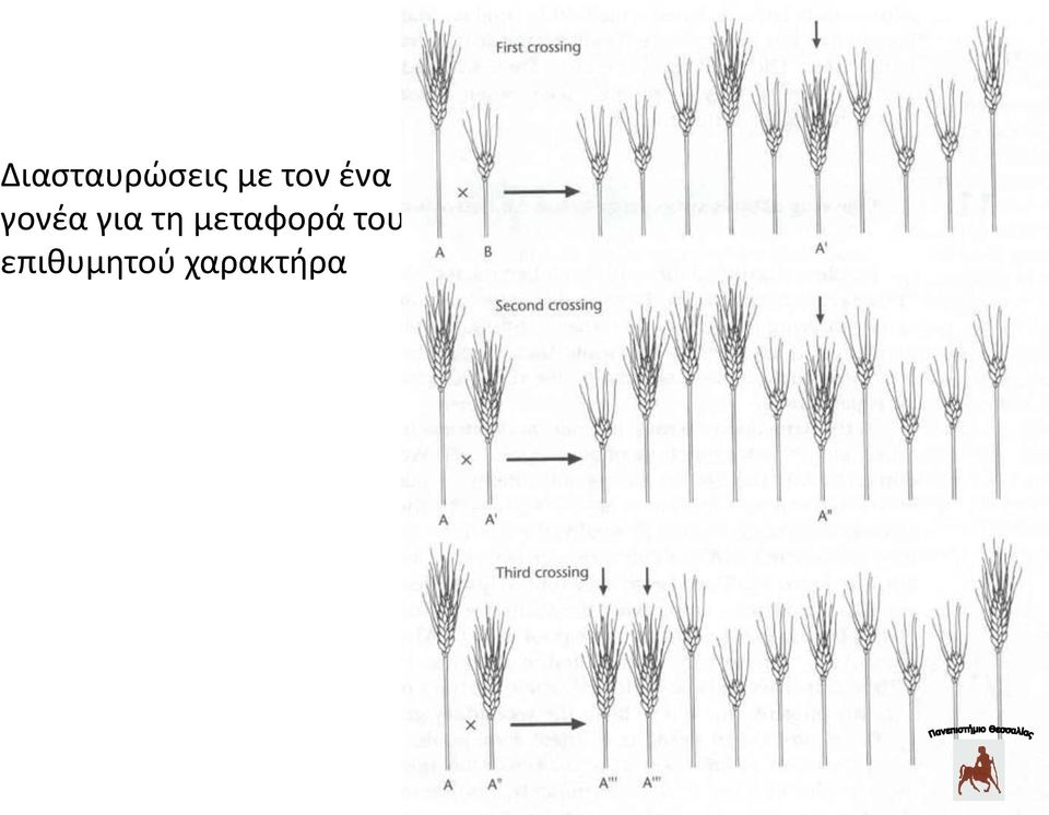 τη μεταφορά του