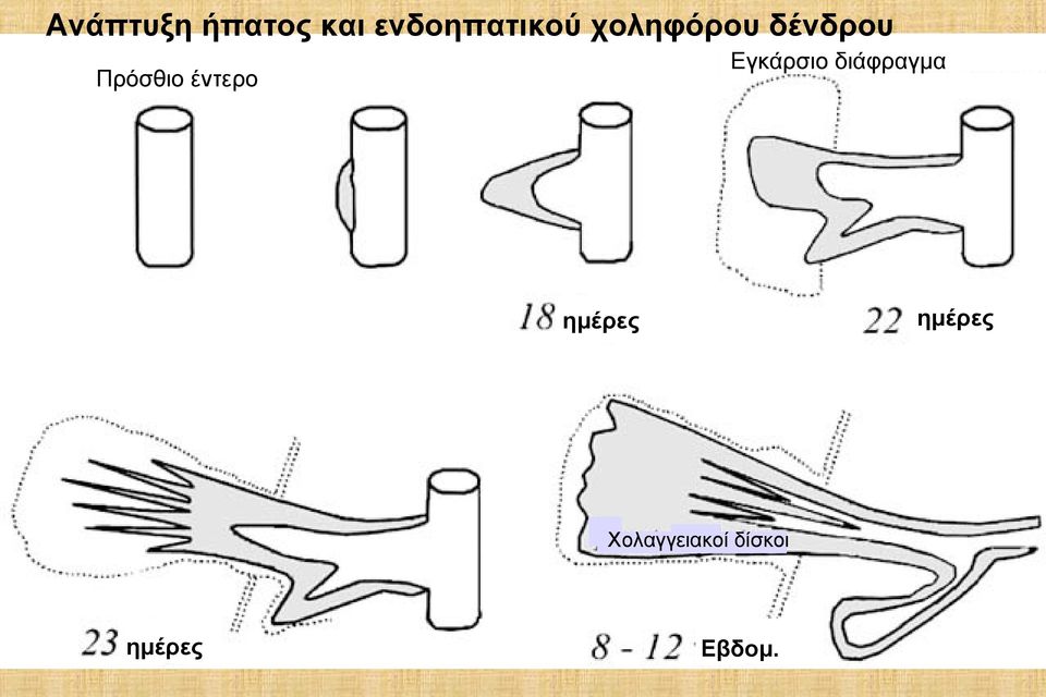 διάφραγμα Πρόσθιο έντερο ημέρες