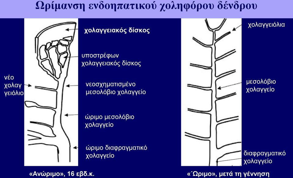 μεσολόβιο χολαγγείο μεσολόβιο χολαγγείο ώριμο μεσολόβιο χολαγγείο ώριμο