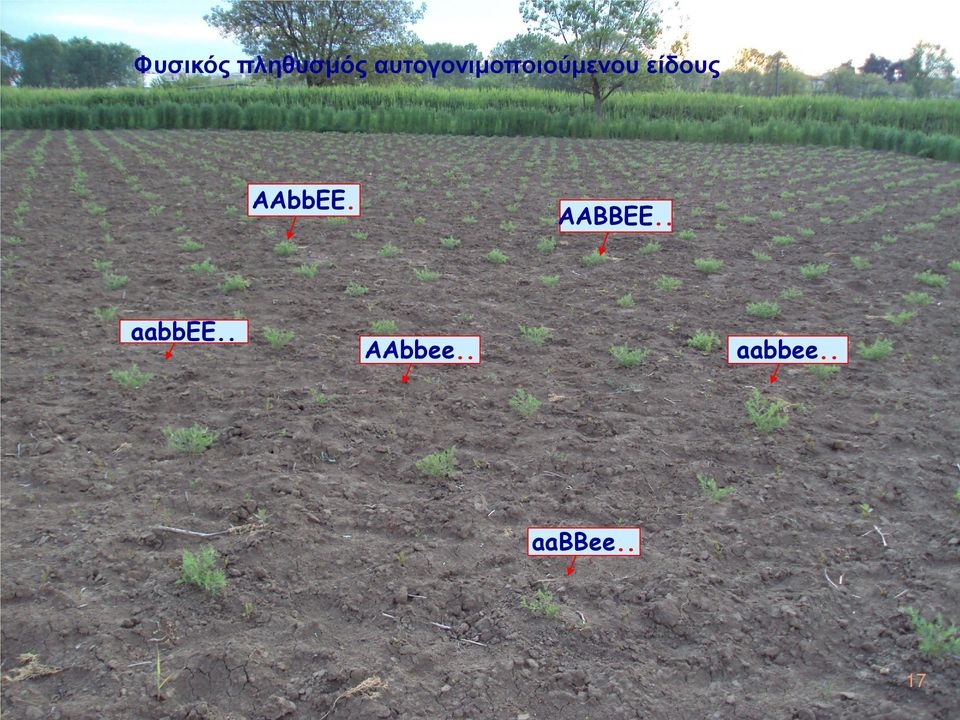 είδους ΑAbbEE. aabbee.