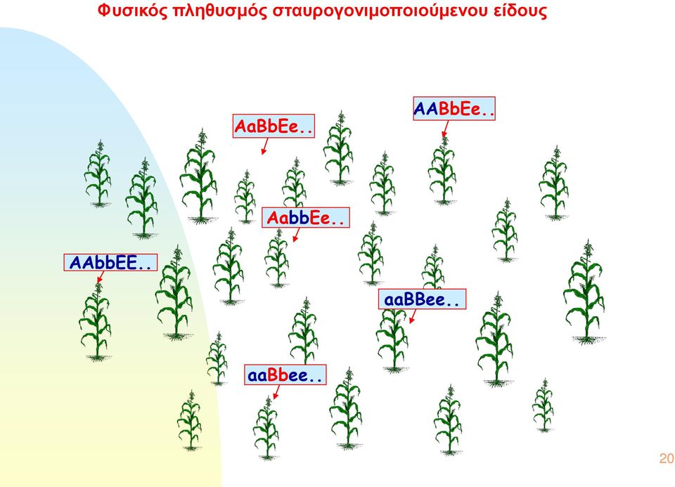 είδους AaBbEe.. AABbEe.