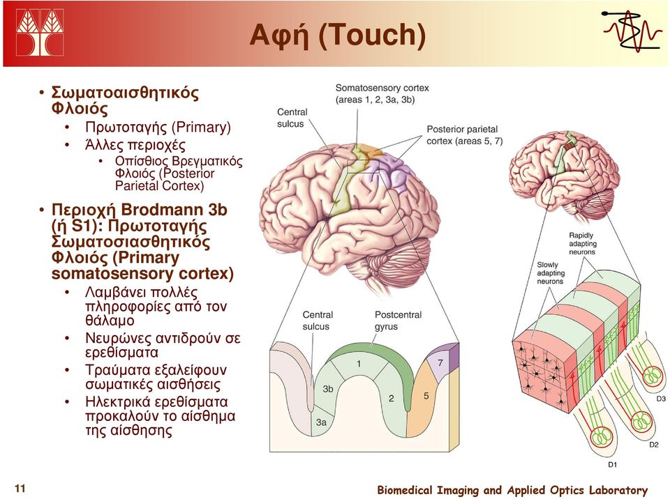 (Primary somatosensory cortex) Λαµβάνει πολλές πληροφορίες από τον θάλαµο Νευρώνες αντιδρούν σε