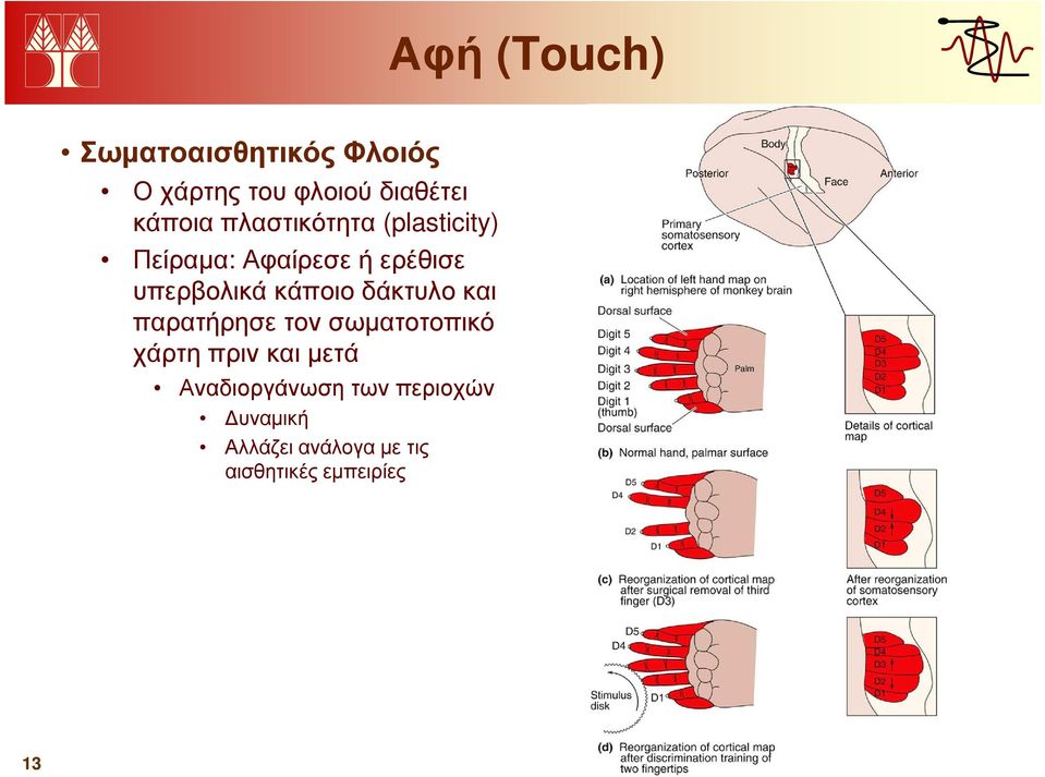 δάκτυλο και παρατήρησε τον σωµατοτοπικό χάρτη πριν και µετά