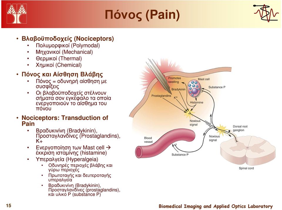 Pain Βραδυκινίνη (Bradykinin), Προσταγλανδίνες (Prostaglandins), Κ+ Ενεργοποίηση των Mast cell έκκριση ισταµίνης (histamine) Υπεραλγεία (Hyperalgeia)