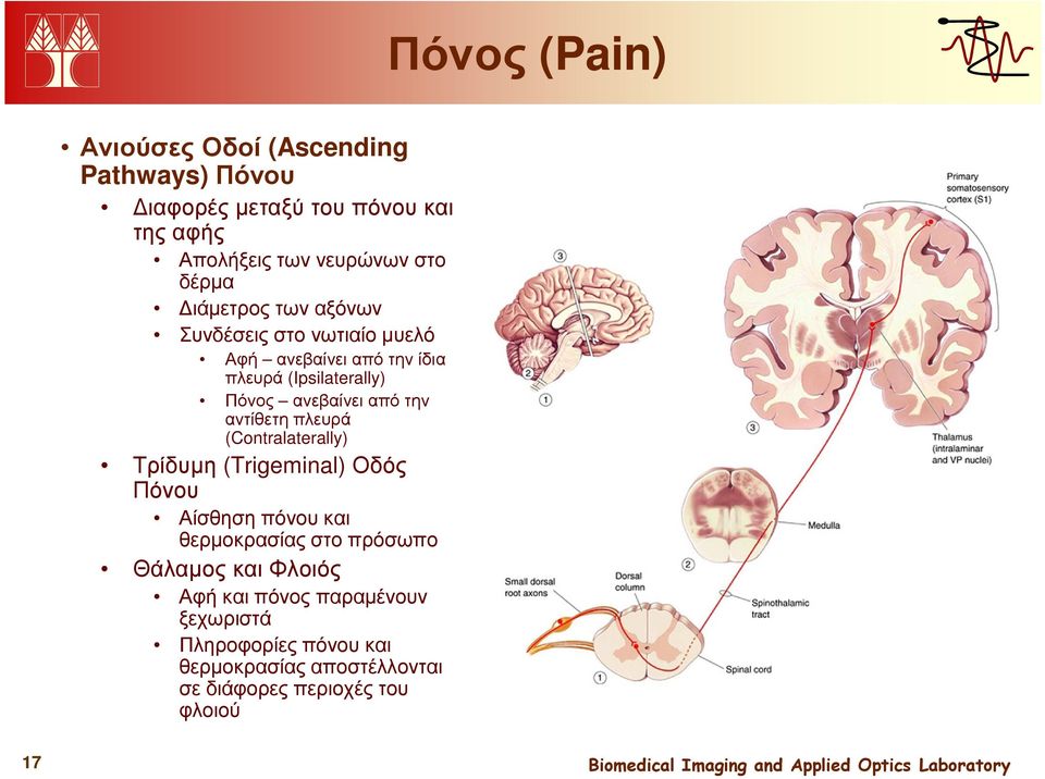 την αντίθετη πλευρά (Contralaterally) Τρίδυµη (Trigeminal) Οδός Πόνου Αίσθηση πόνου και θερµοκρασίας στο πρόσωπο Θάλαµος