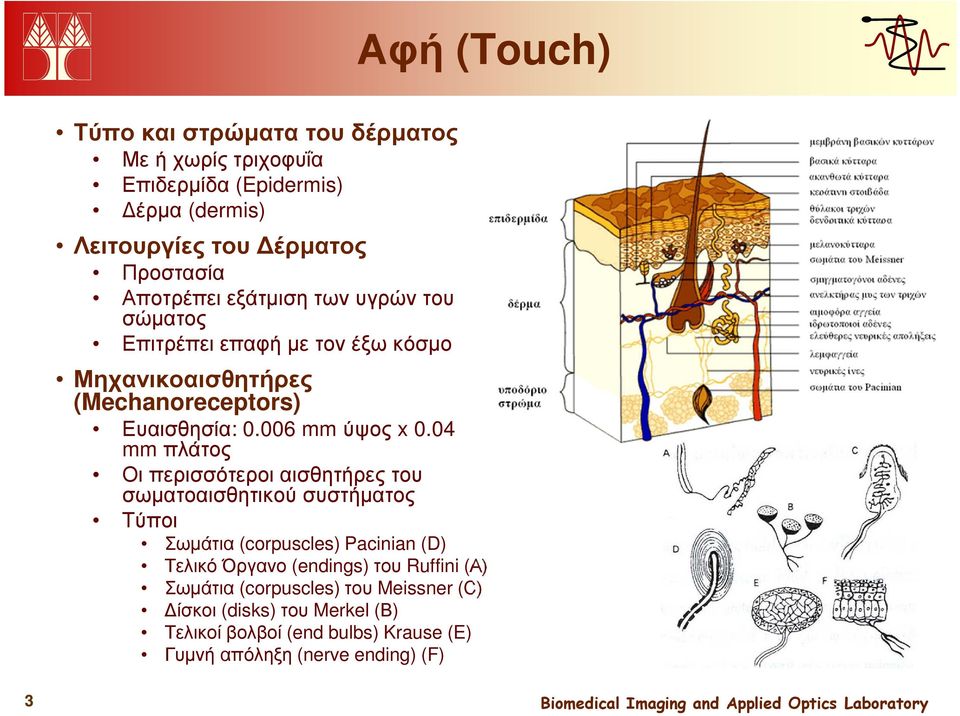 04 mm πλάτος Οι περισσότεροι αισθητήρες του σωµατοαισθητικού συστήµατος Τύποι Σωµάτια (corpuscles) Pacinian (D) Τελικό Όργανο (endings) του