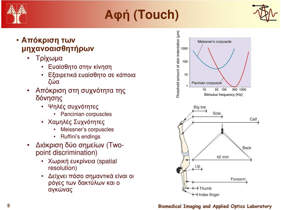 Συχνότητες Meissner s corpuscles Ruffini s endings ιάκριση δύο σηµείων (Twopoint discrimination)